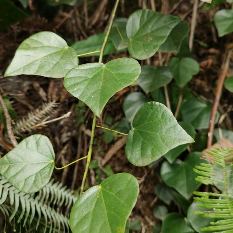 来了冲冲，走了冲冲，过客