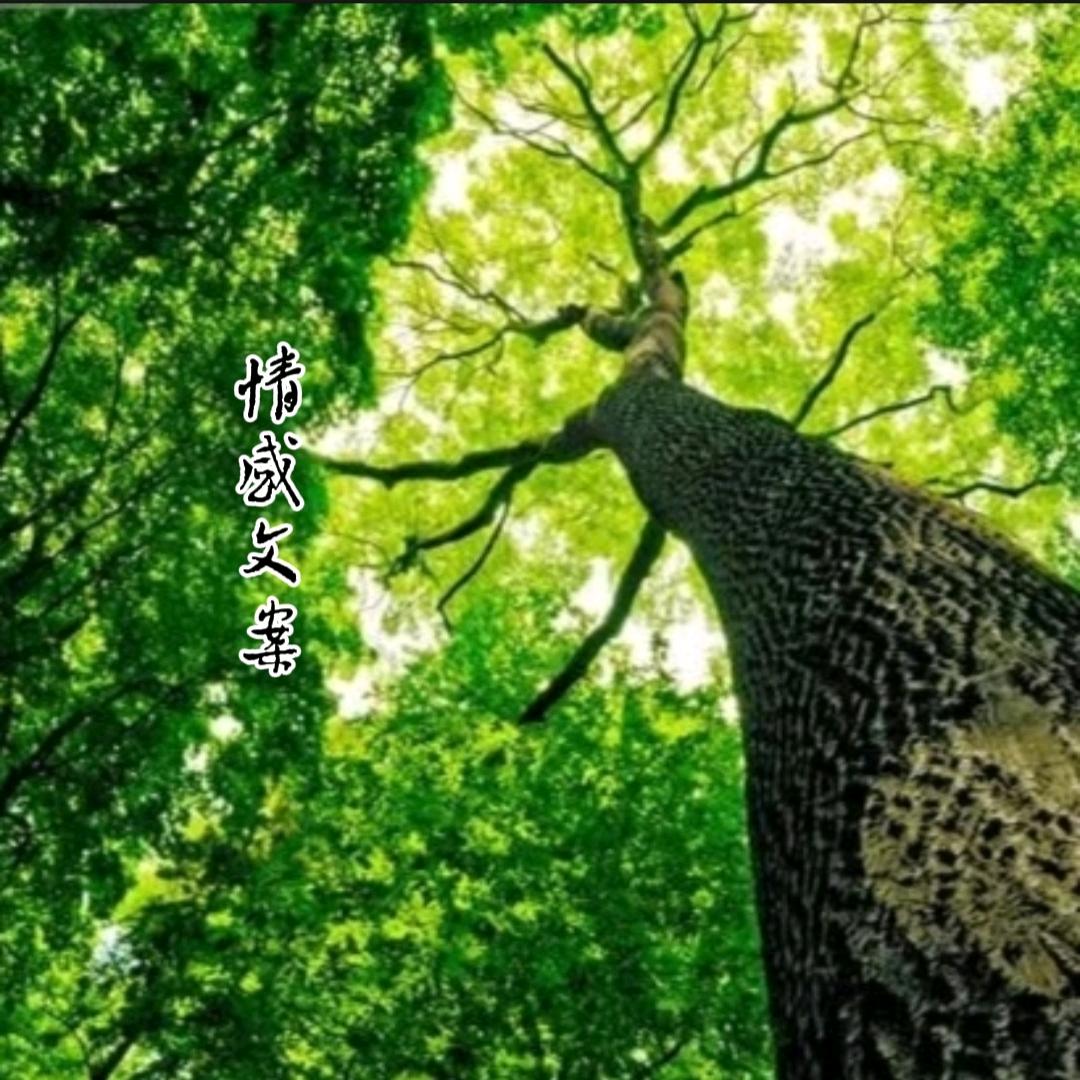 阿 梅