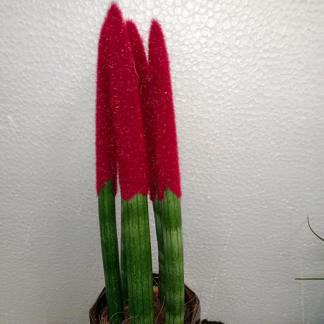 奋斗战狼