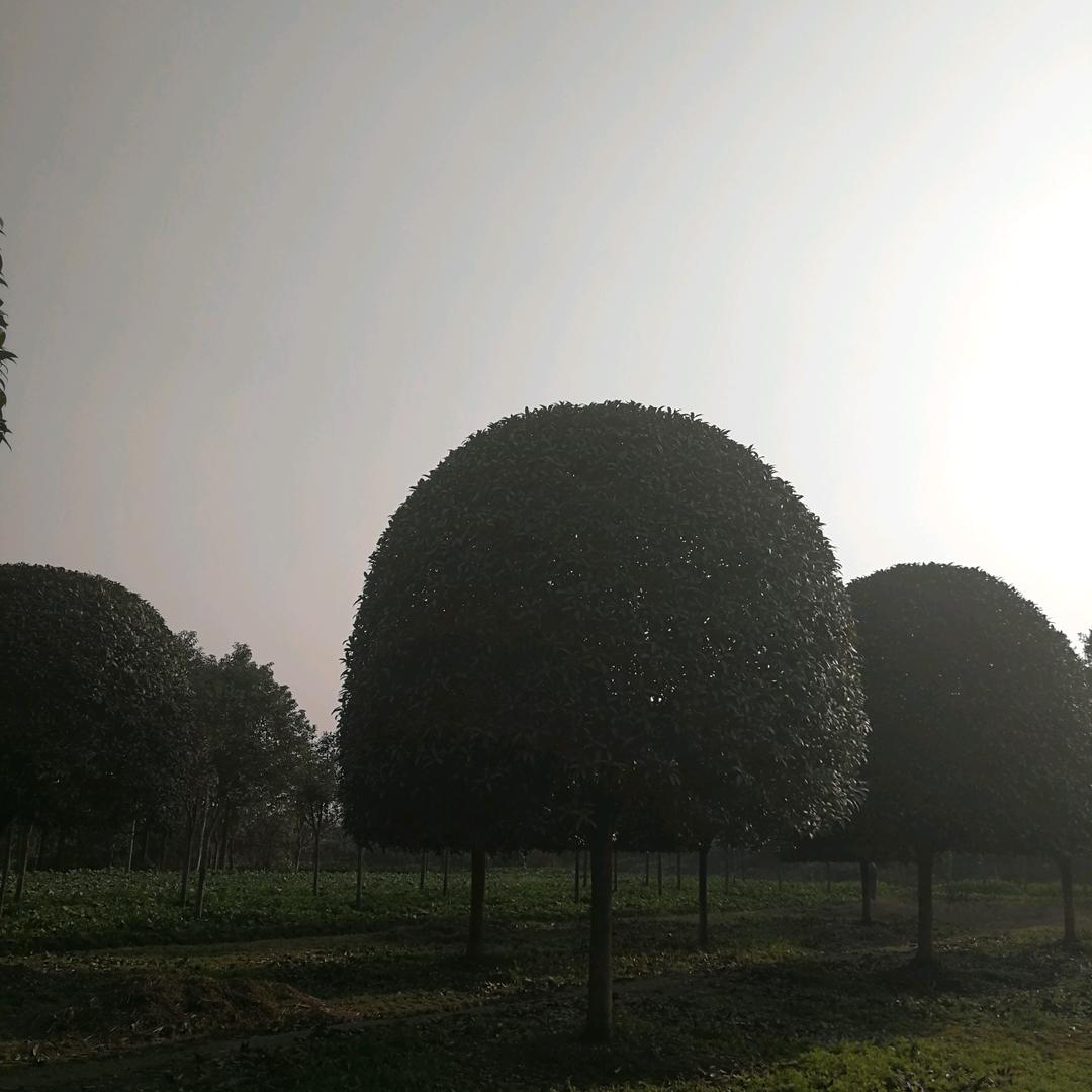 都江堰世强园艺场