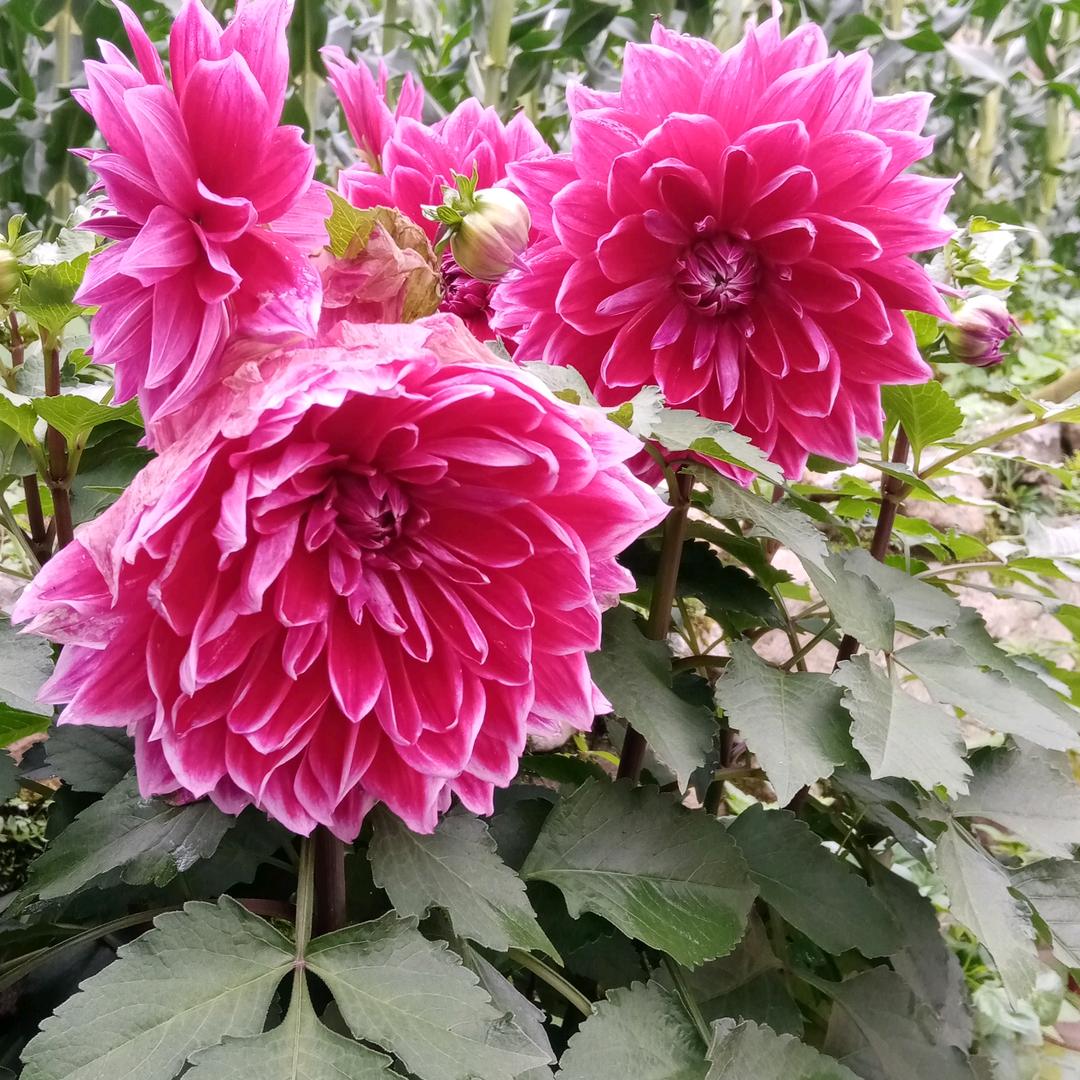 大好山河