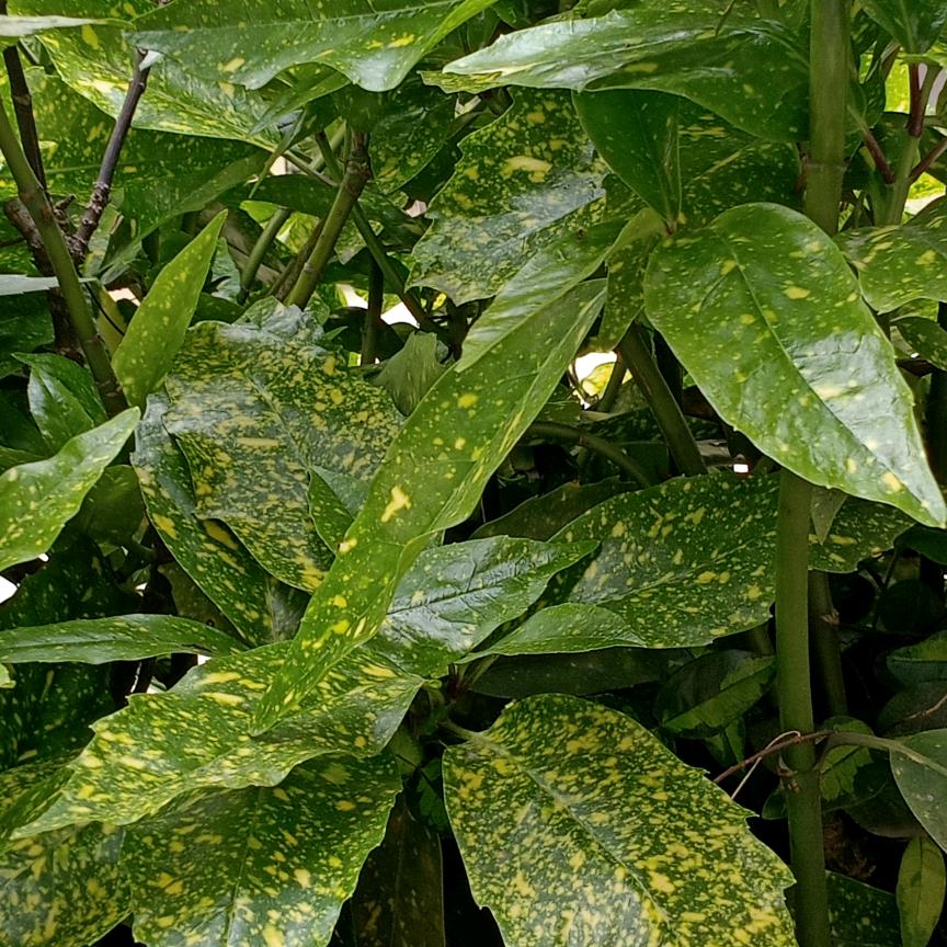 幸福雨