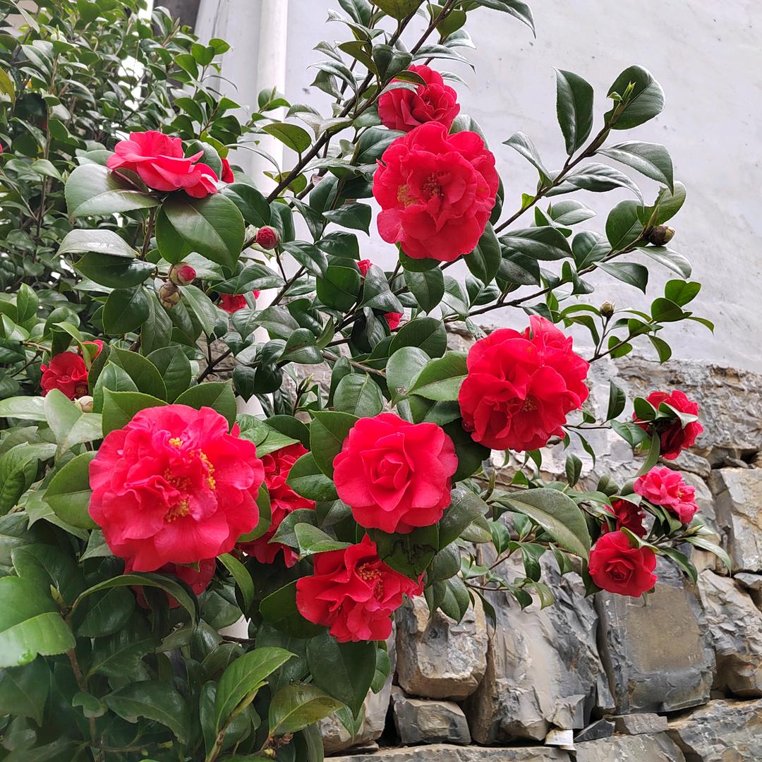 玫瑰花开