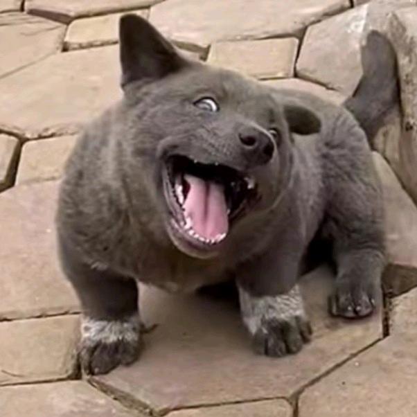 落叶不知树哀伤