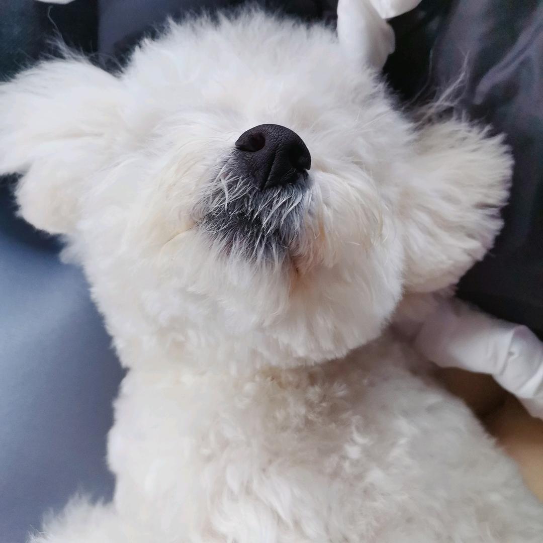 抱抱是只比熊🐻