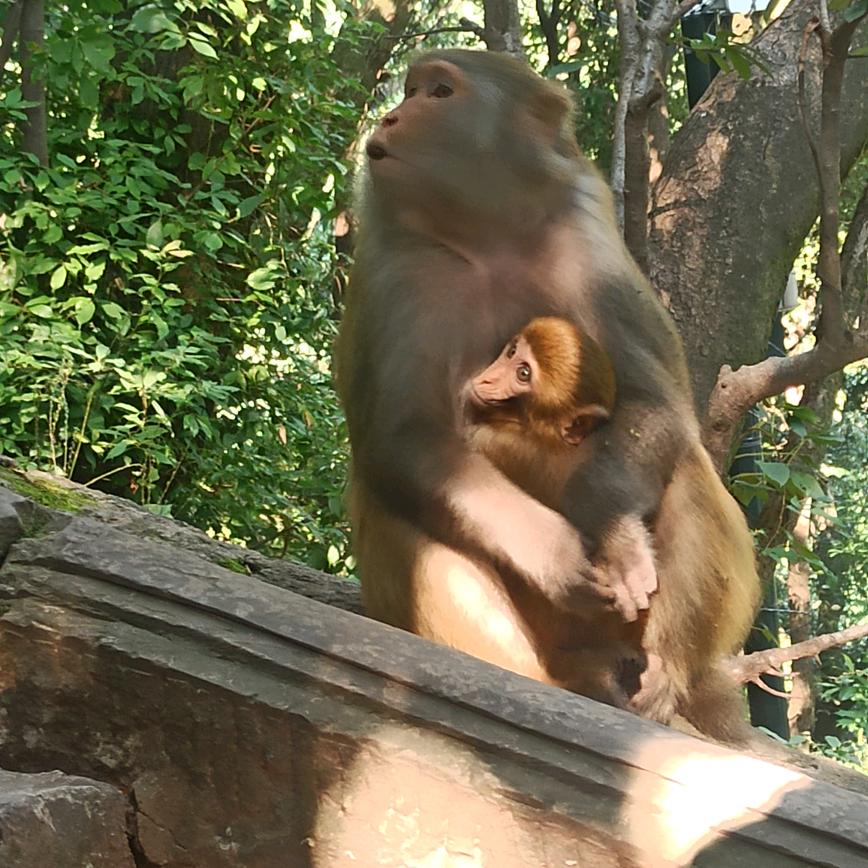 爱吐泡泡的小兔子🐰