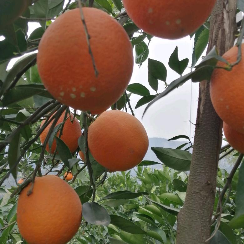 奉节县左邻右舍食品店