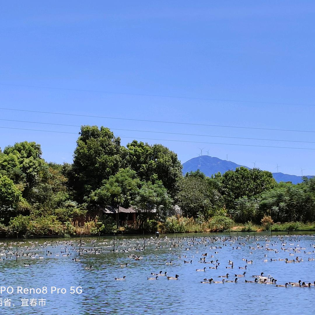 步步清风再无你