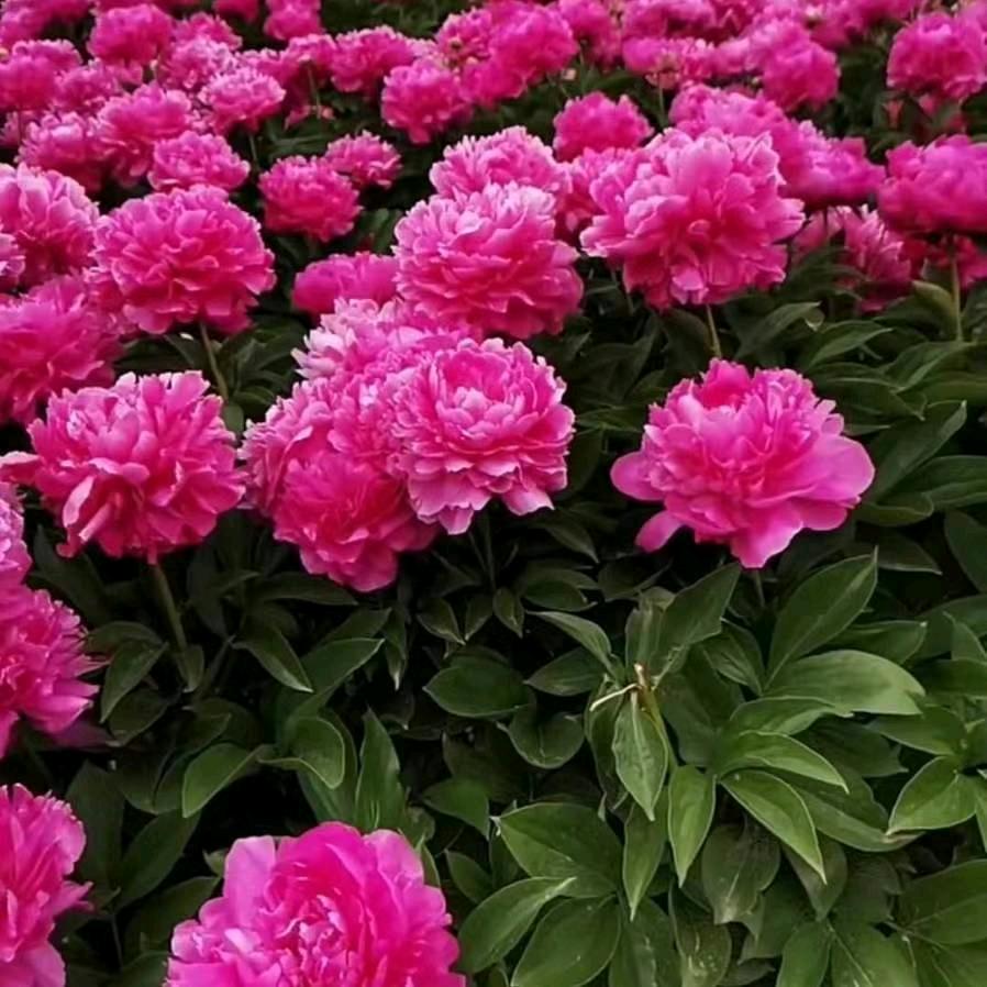 夏举兰