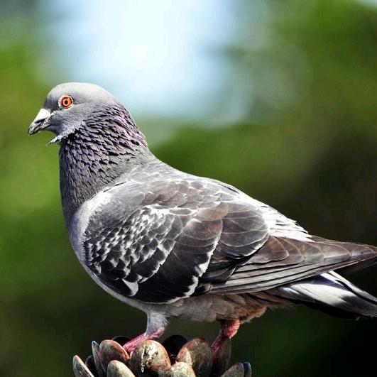 广飞爱鸽宠物食品用品零售商行