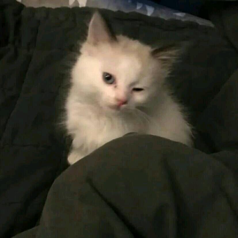 清蒸鱼