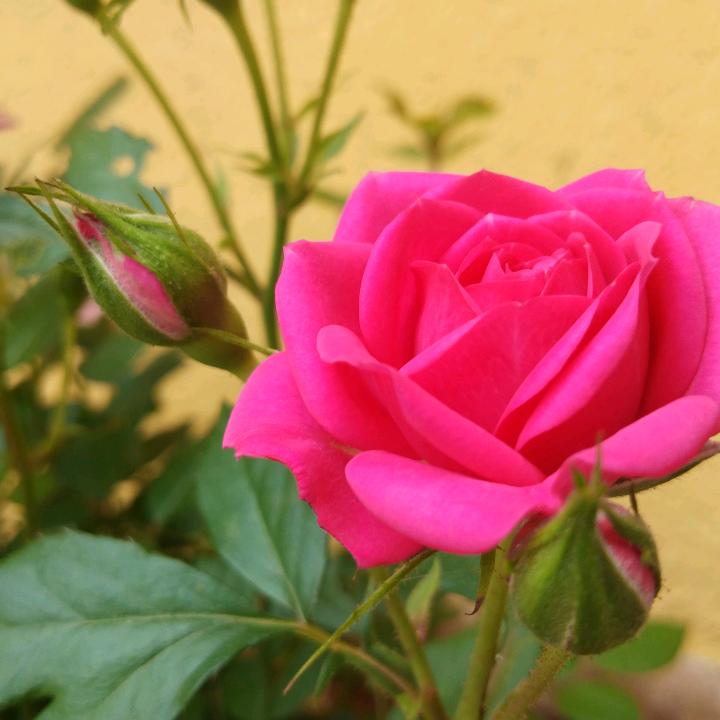 清清