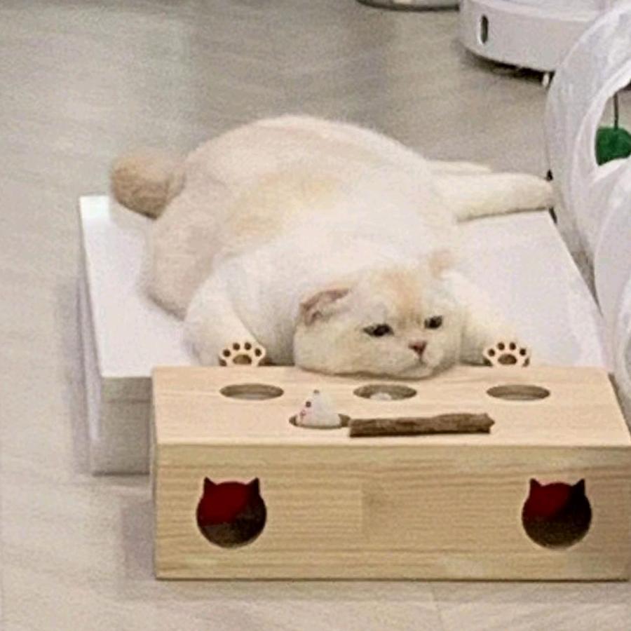 兽医庄鹏