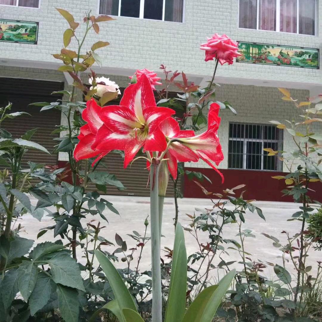 琼