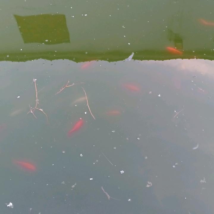薄荷糖