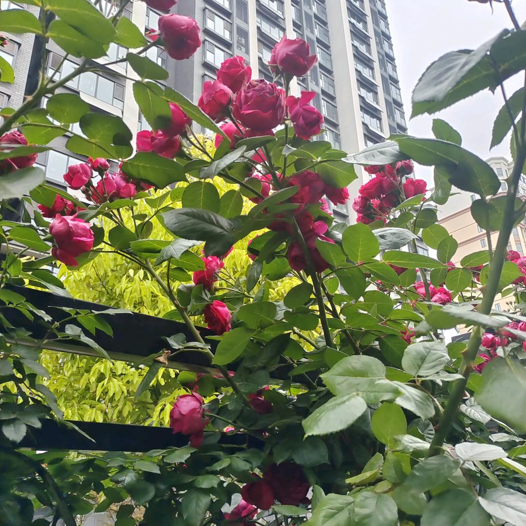 济州府二哥
