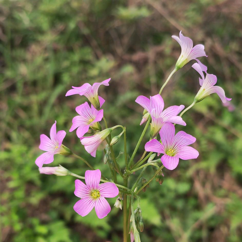塔罗师凌微