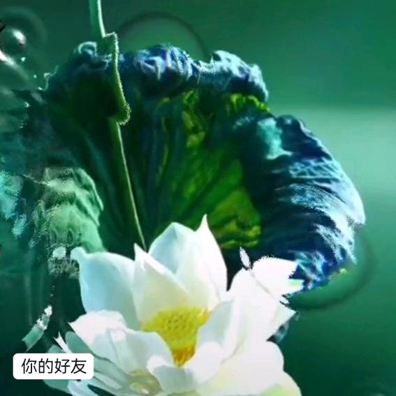 朱迪