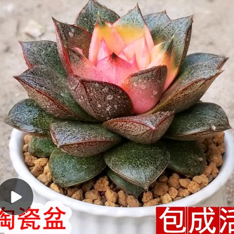 平安