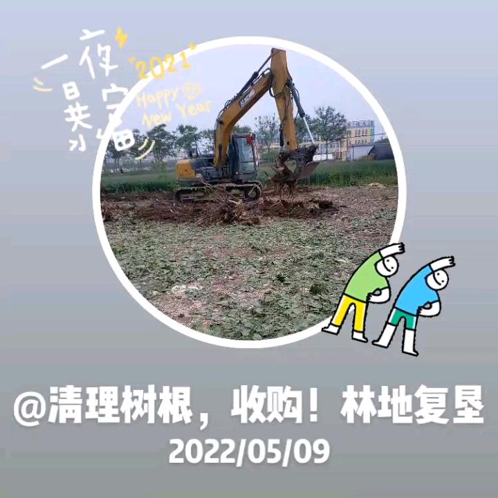 诚接清理树根，杂树