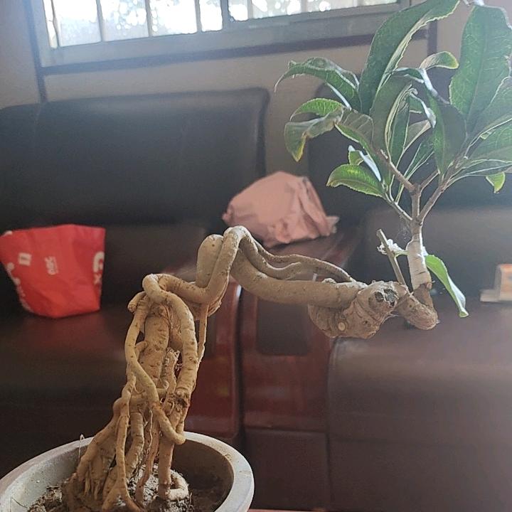 有点桂