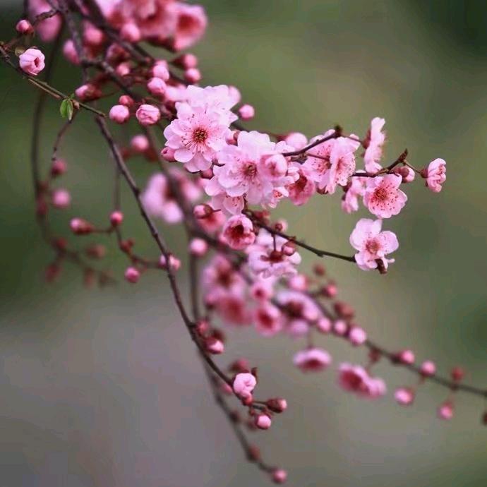 🌻难得糊涂🌻