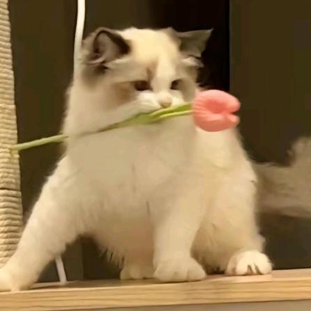 莓