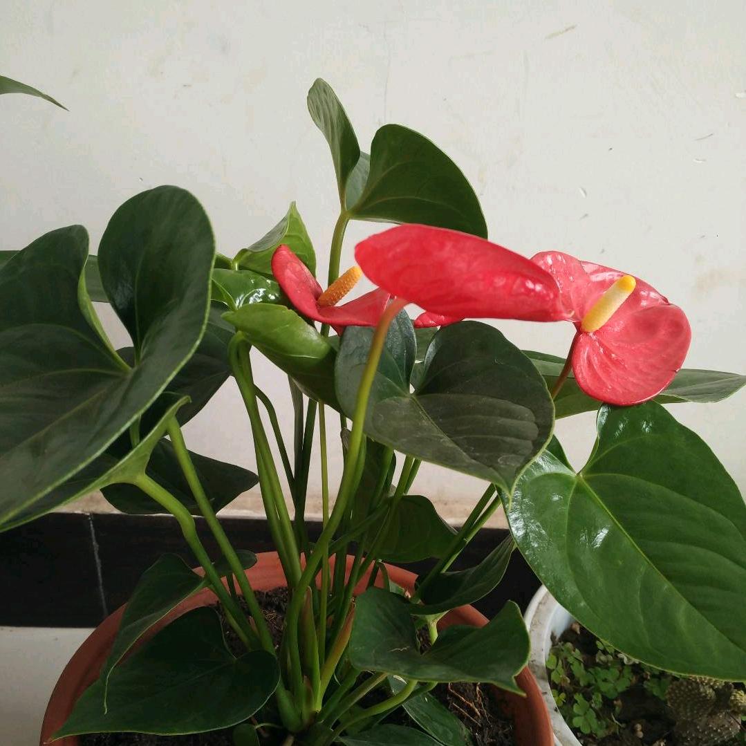 我爱我的家520