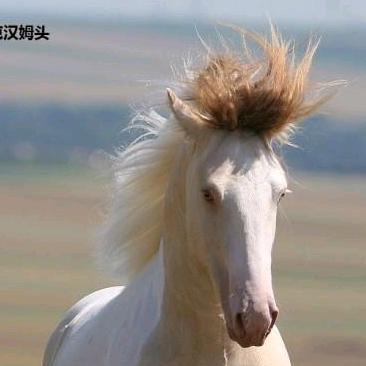 留凉可劲马