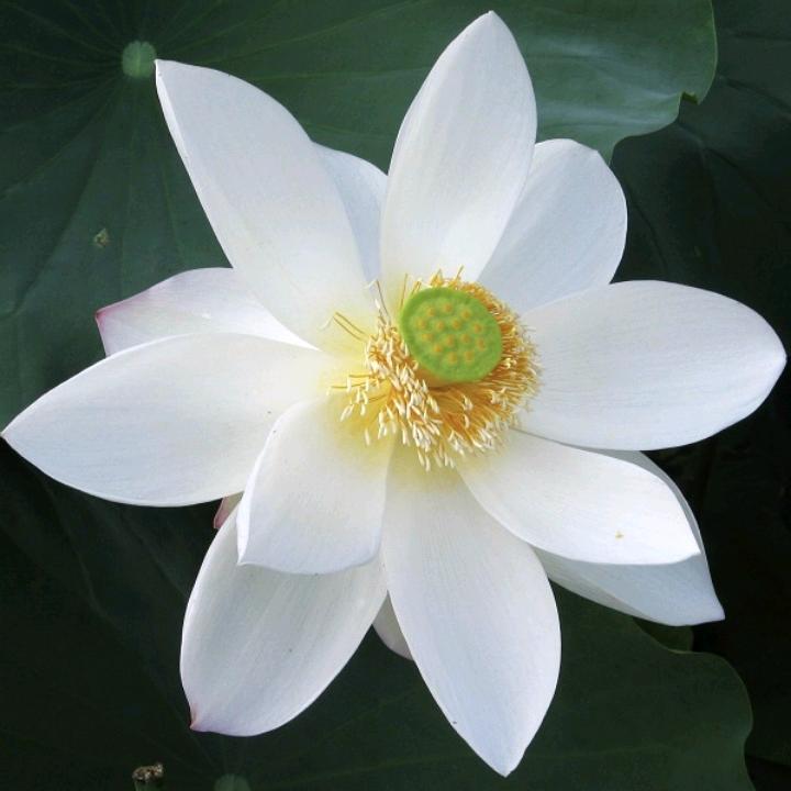 柳鲲鹏