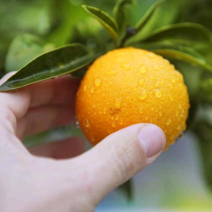 黑蝙蝠中队