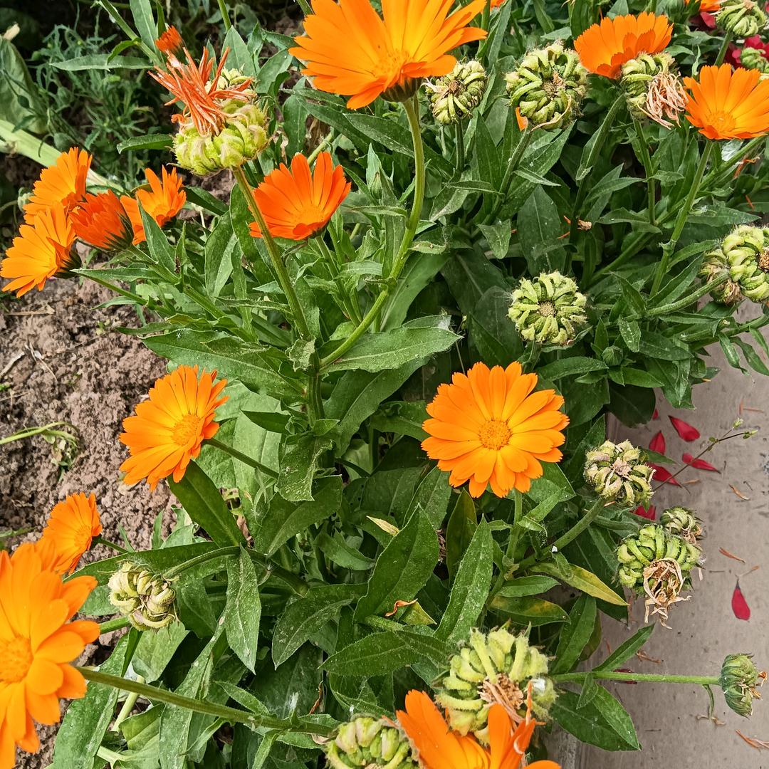 芳芳餐饮礼仪服务队