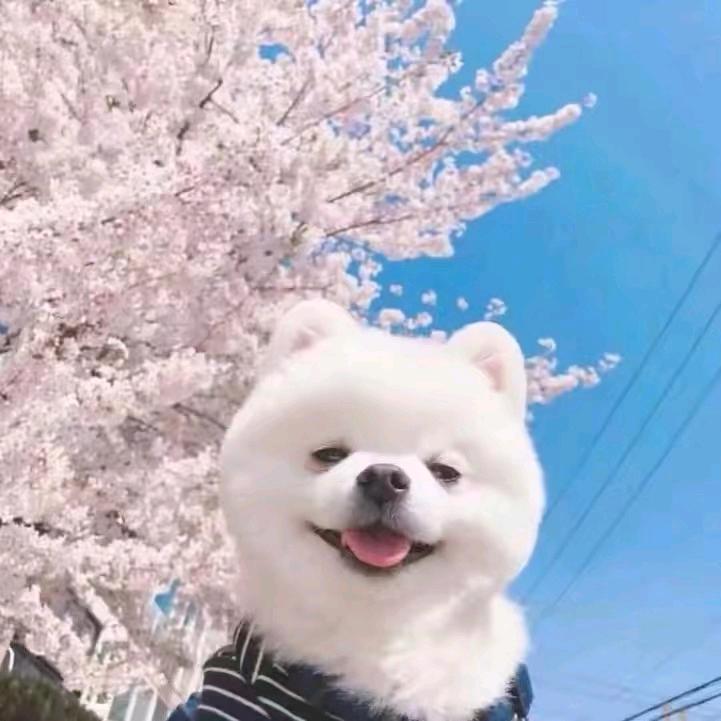 糖豆豆💋