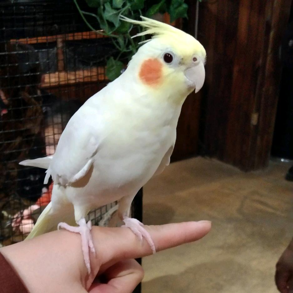 小芹