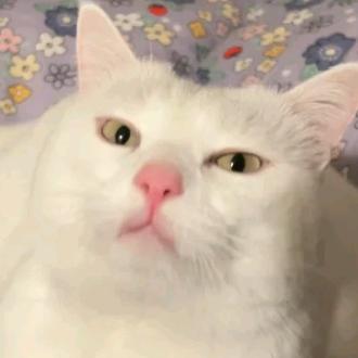 喵喵喵教主