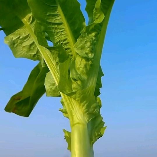 我黄哥