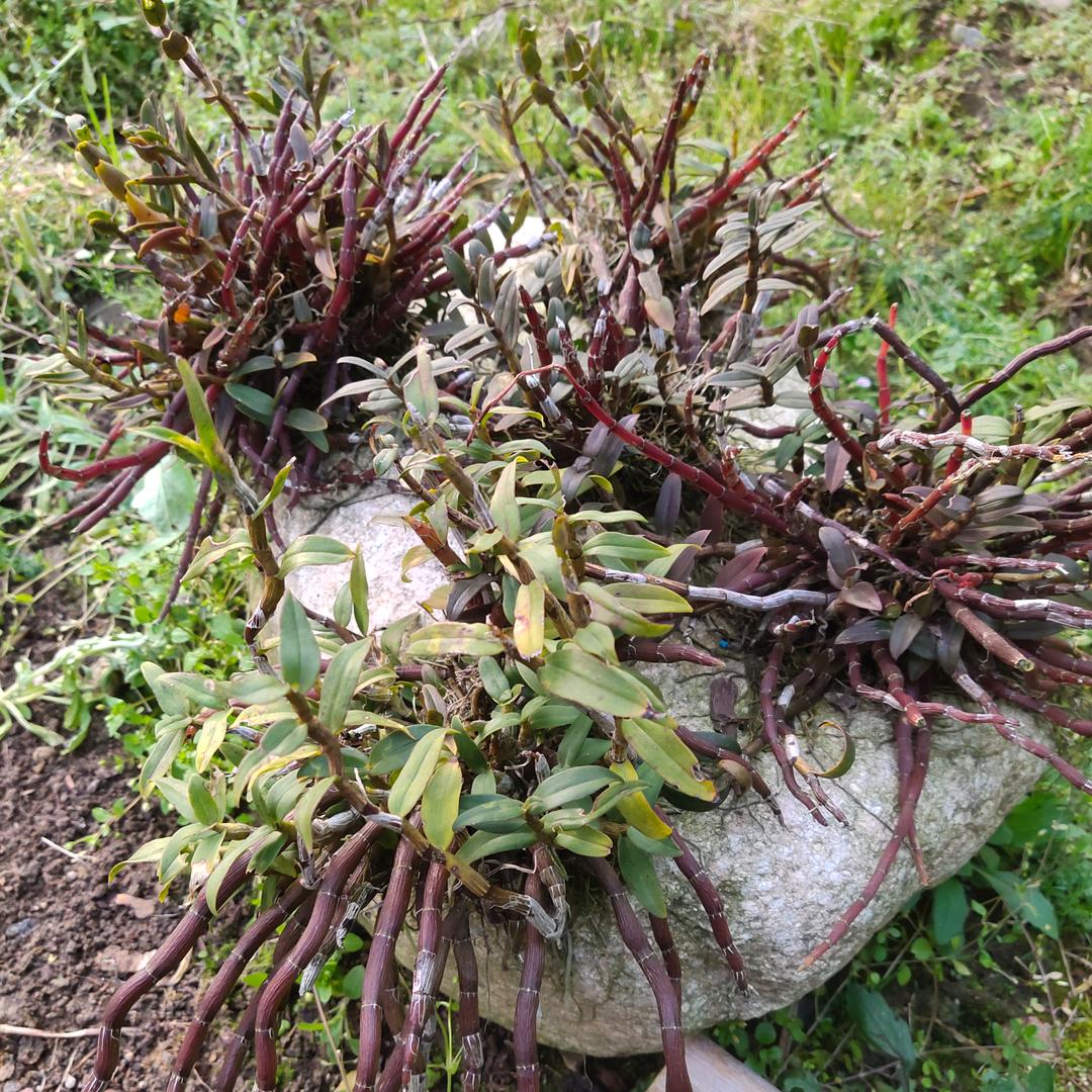 乐清市大荆昌达石斛经营部