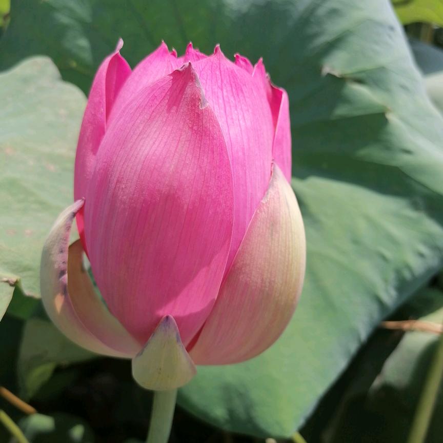 美丽
