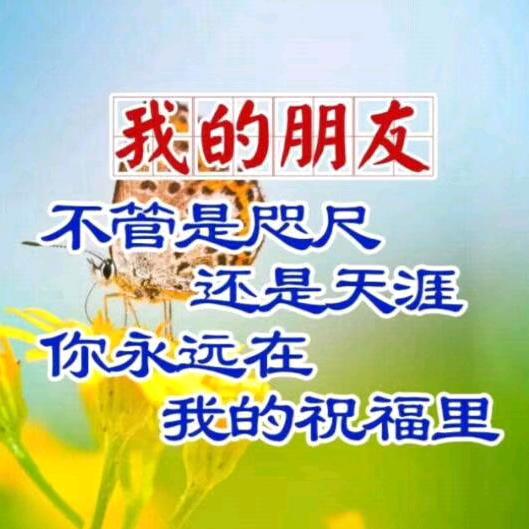雪中松