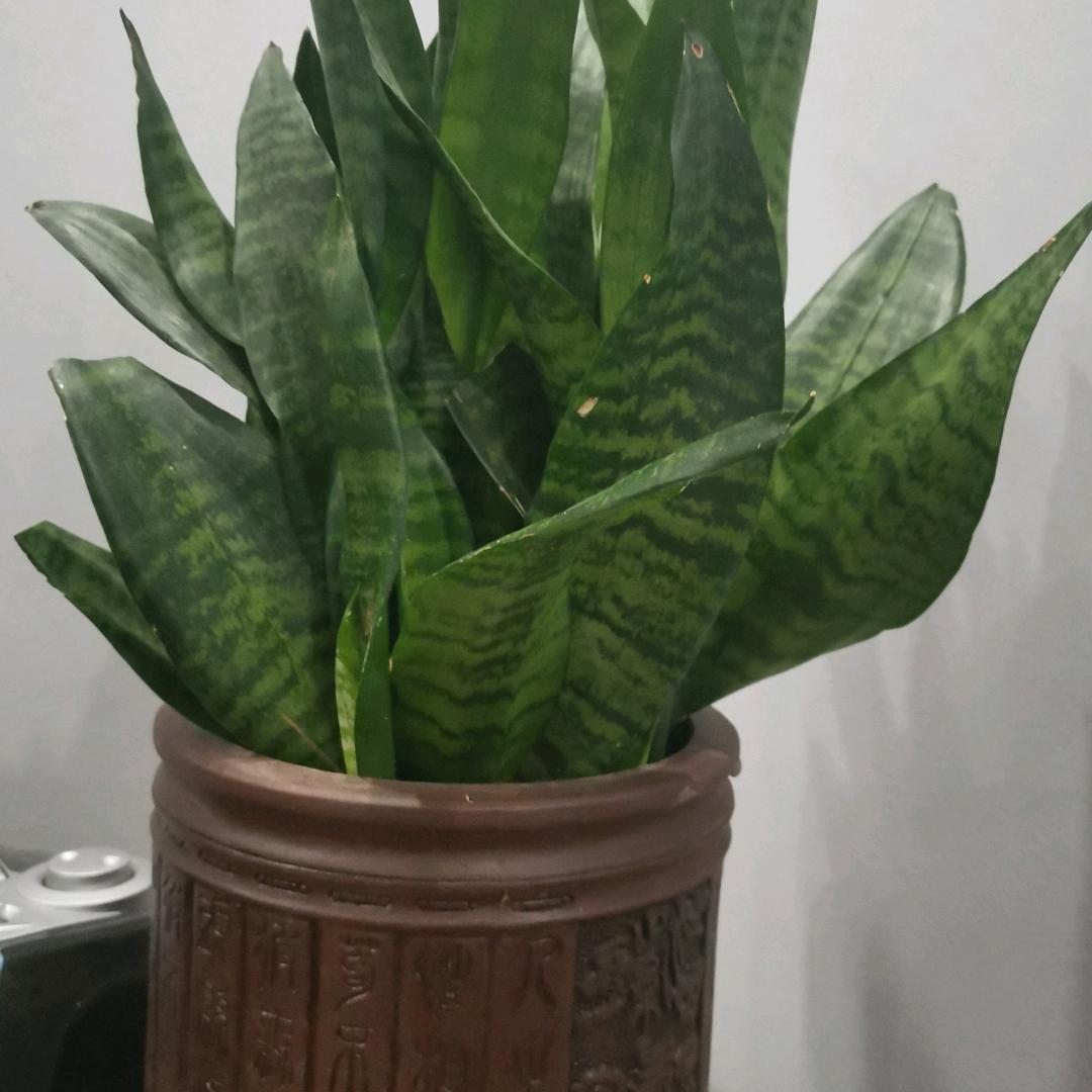 龙的传人之凯尔特人