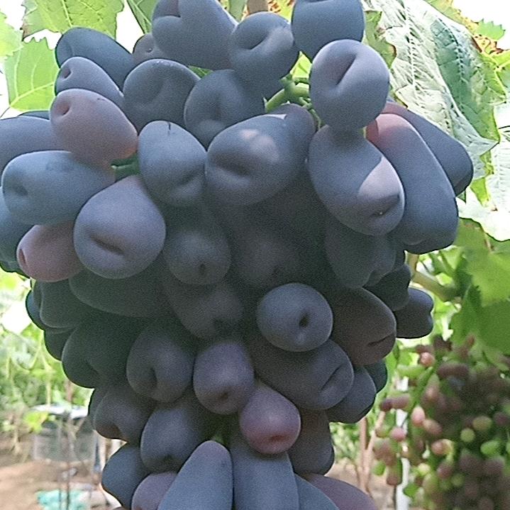 不让看，收拾你