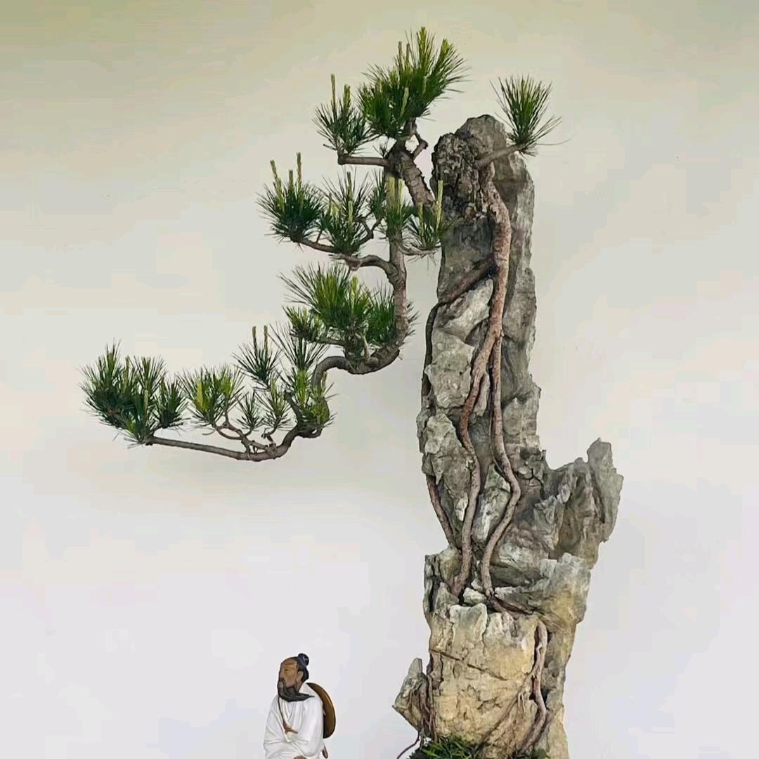 石代园艺