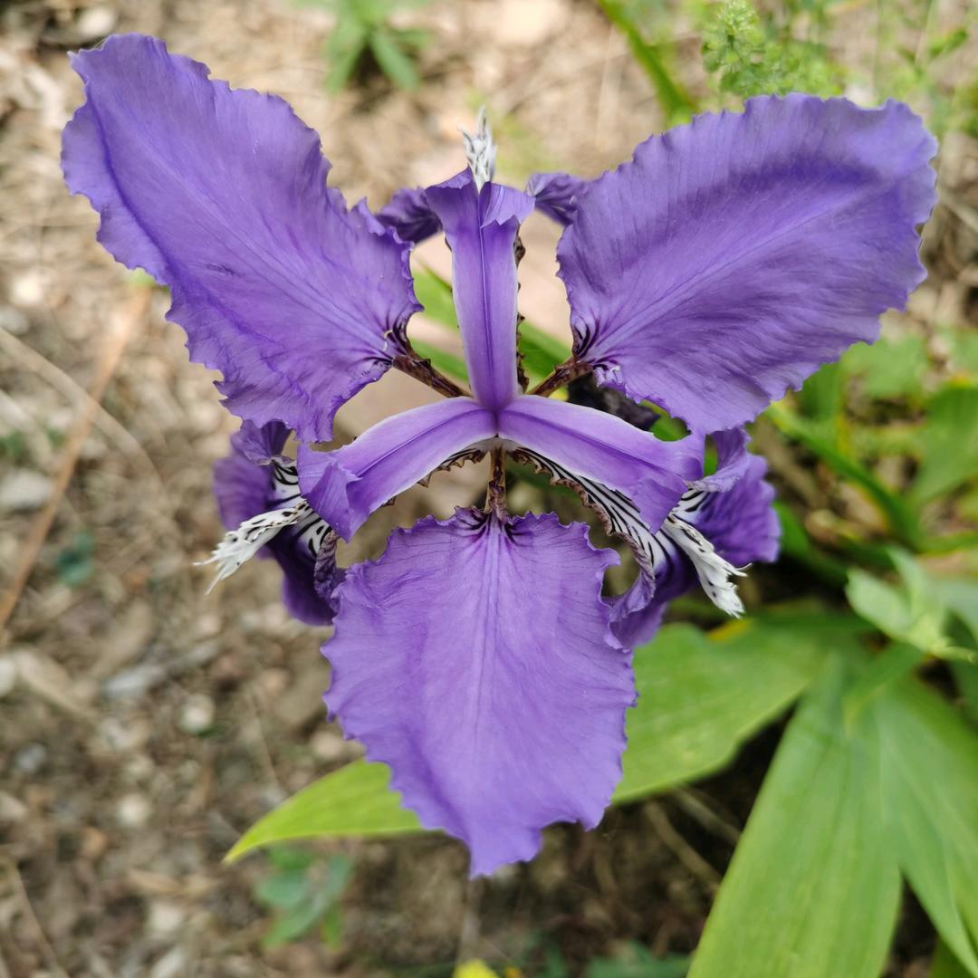 一花🌸一世界