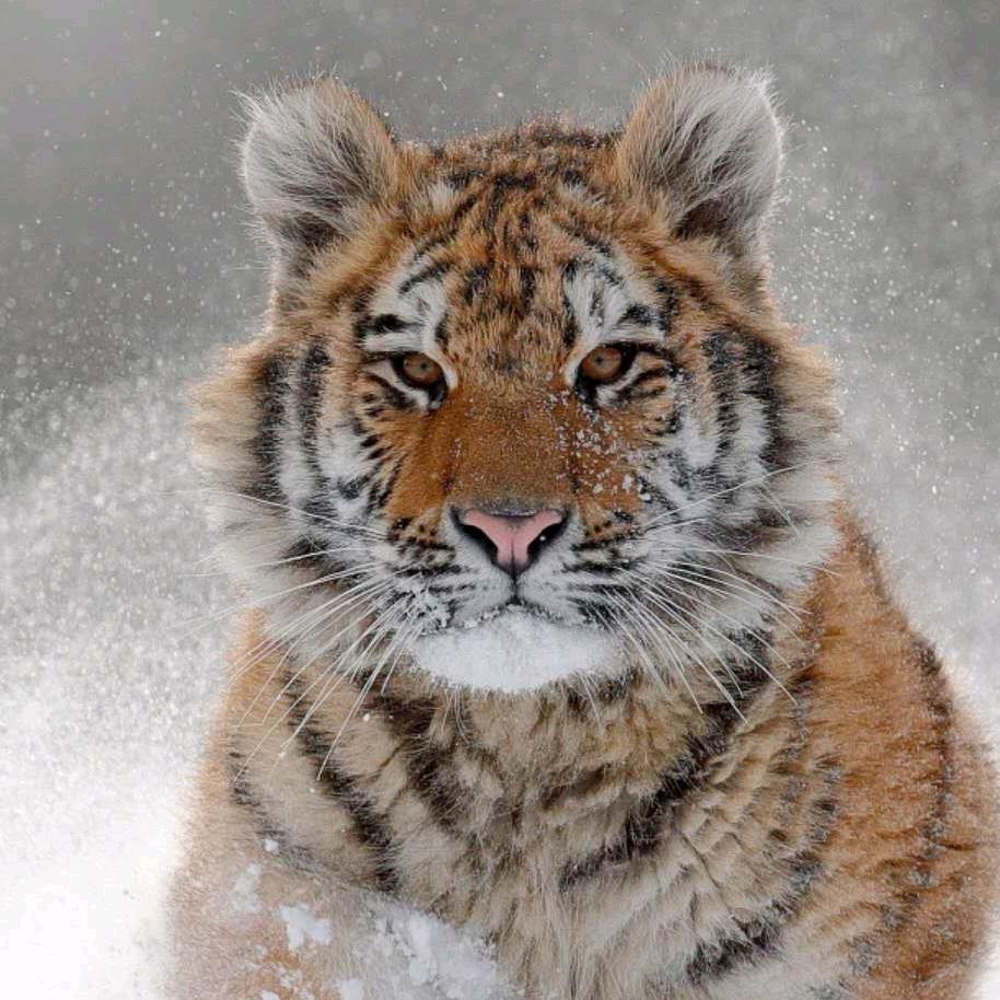 我欲因之梦吴越