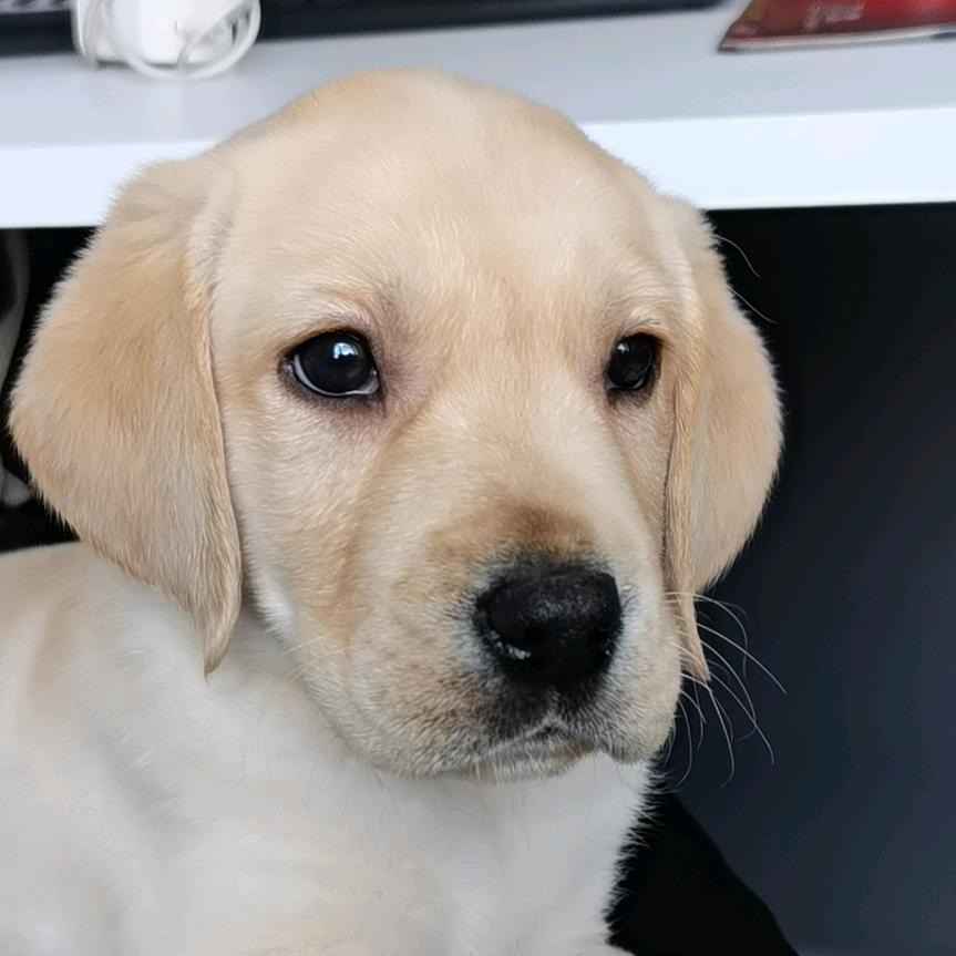 乐乐是条拉布拉多