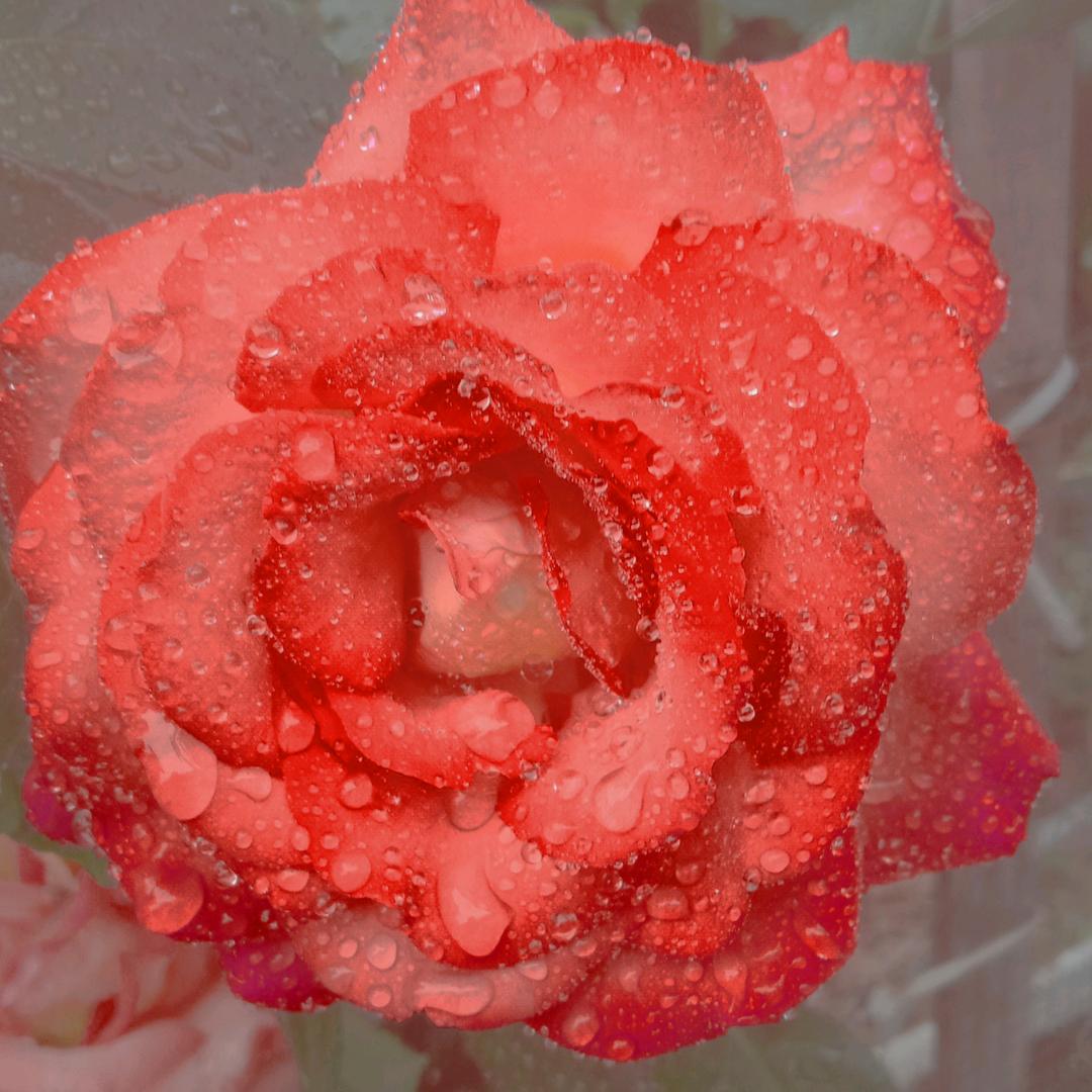 ♡♡熏衣草香♡♡天使♡