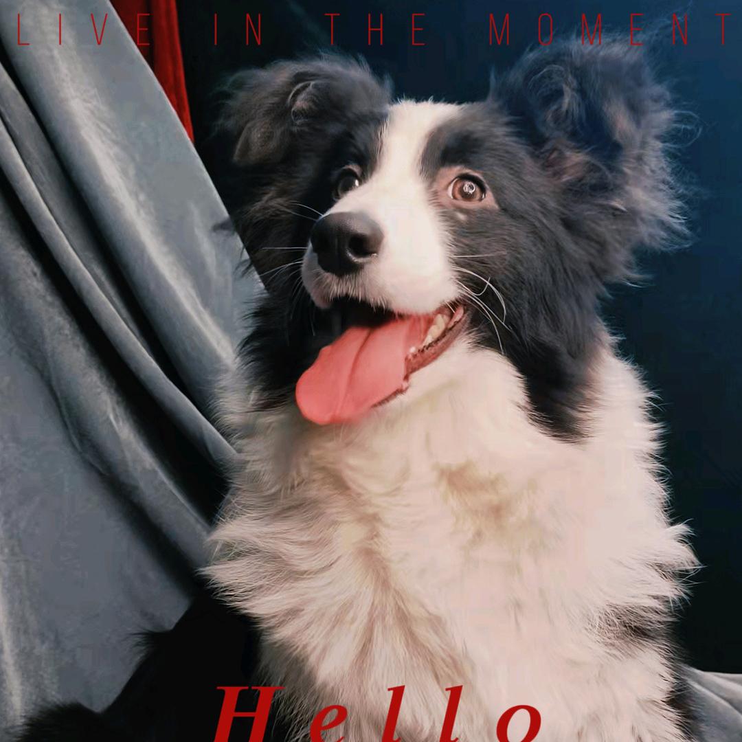 韩森鼎鑫宠物传媒齐齐哈尔边牧犬舍