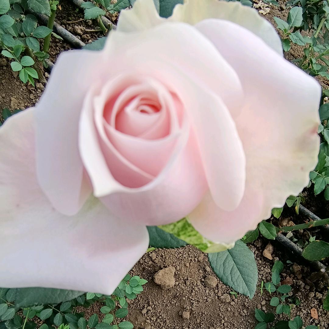 云斗花卉