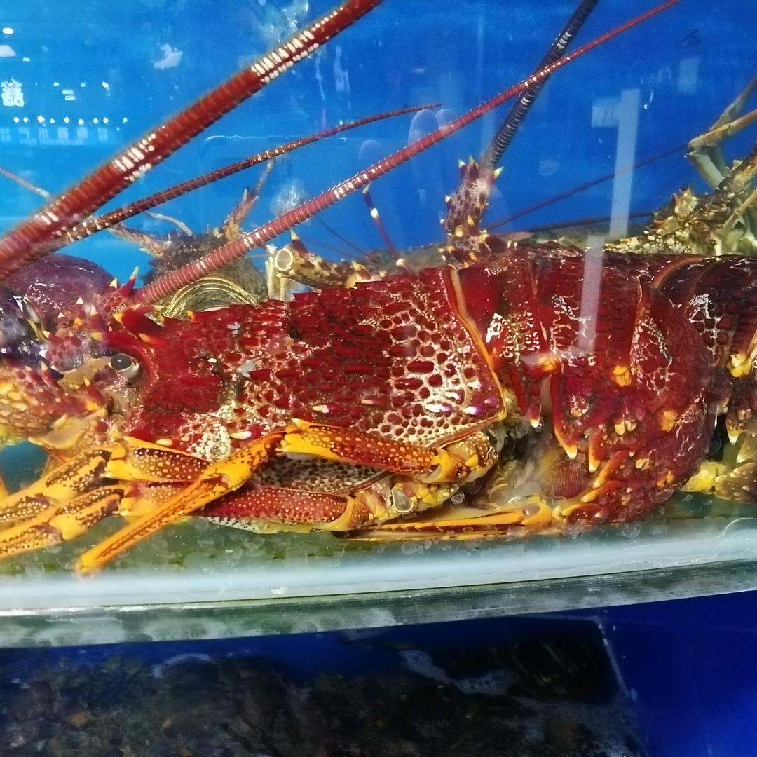 海鲜司令