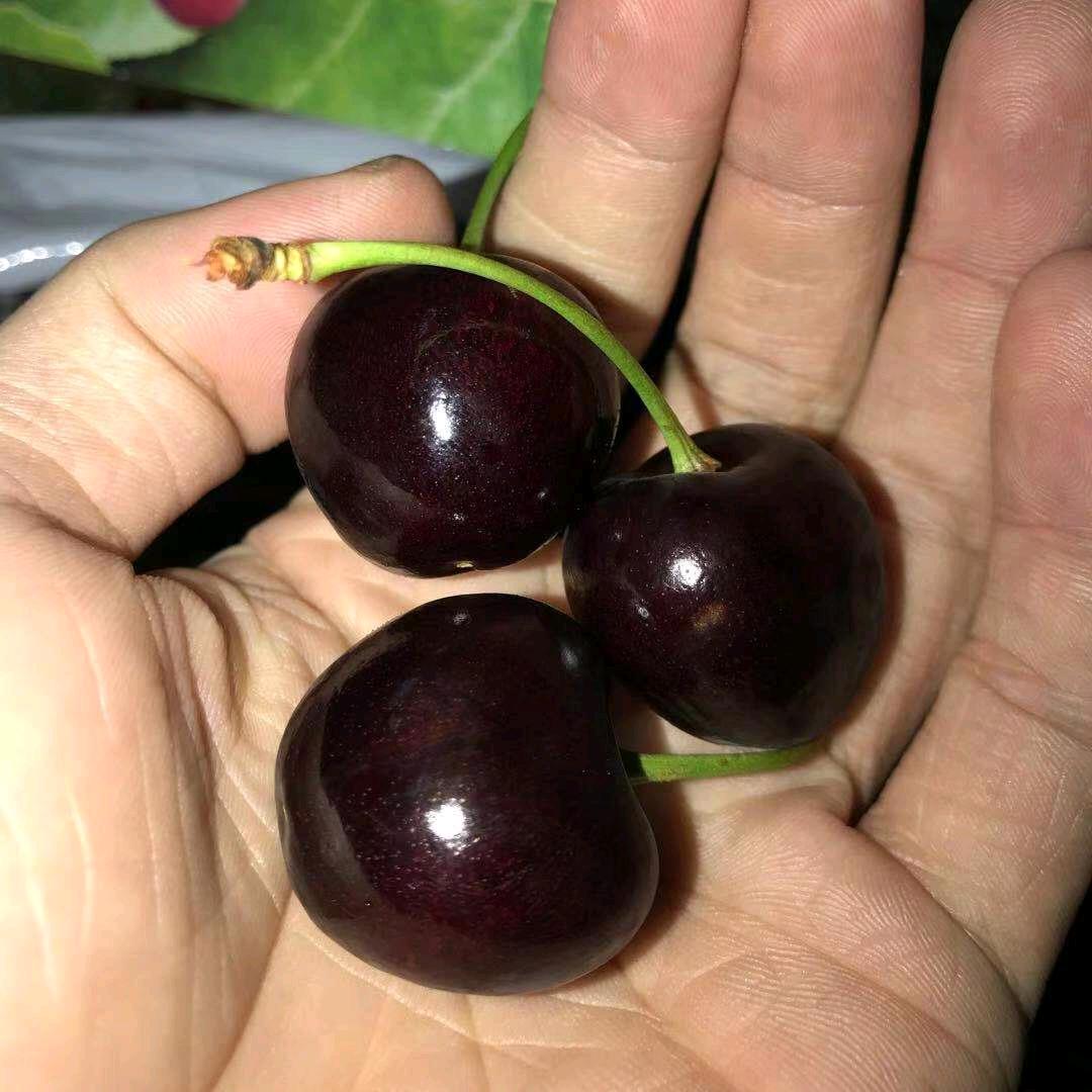江南水果，阿平